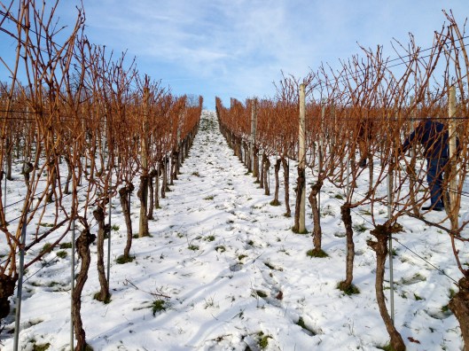 130126_Rebenschneidkurs_Wintersingen3