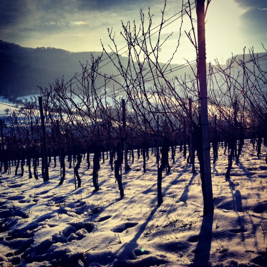 130126_Rebenschneidkurs_Wintersingen4