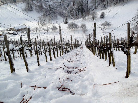 130109_Rebenschneidkurs_Tschaepperli_Aesch_1