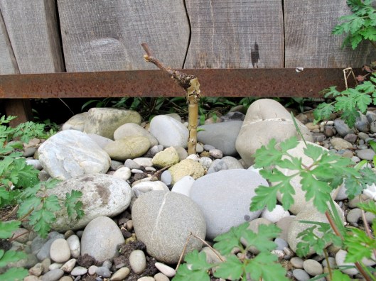 Meine_Reben_130421_web_2