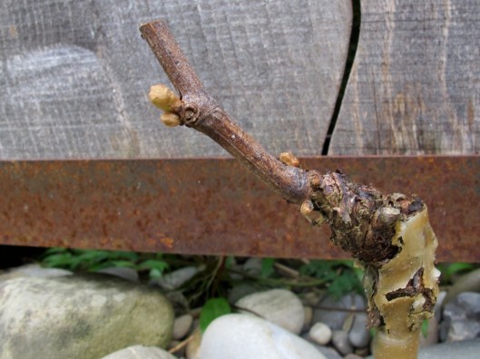 Meine_Reben_130421_web_3