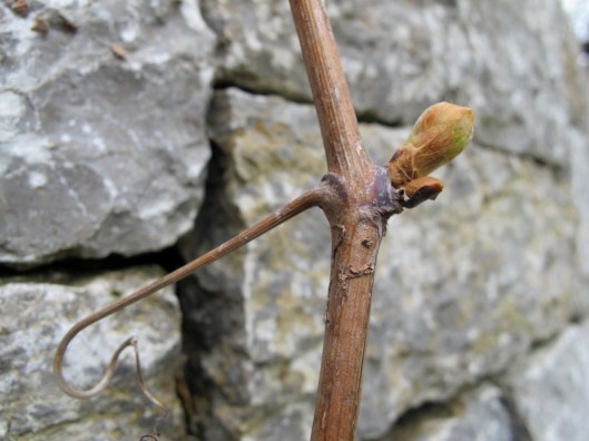 Meine_Reben_130421_web_4