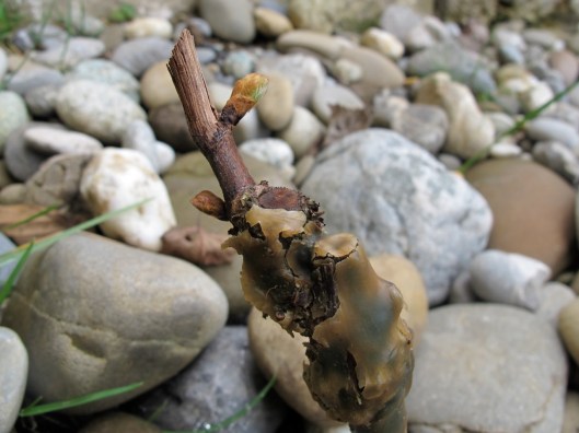 Meine_Reben_130421_web_5