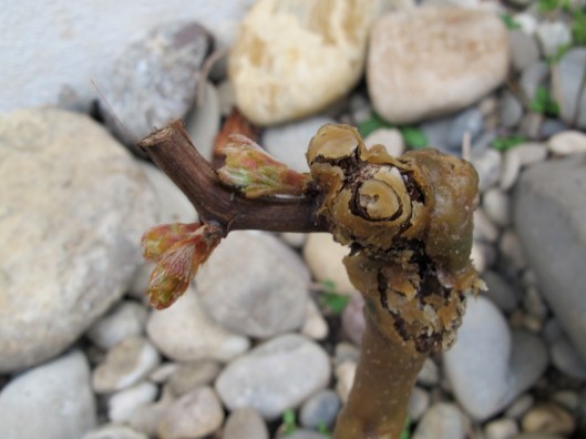 Meine_Reben_130421_web_9