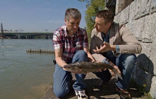 Frisch aus dem Rhein: Galgenfischer Roland Frank und Spitzenkoch Ivo Adam mit dem Zander, den sie nun filetieren, braten und essen werden.