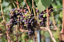 Bonvinvant_Varen_Varonier2