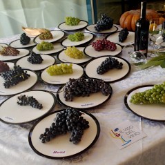 Bonvinvant_Viso-del-Vino_2013_3