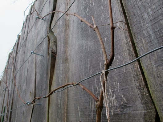 140214_Reben_Schnitt_web-edit10