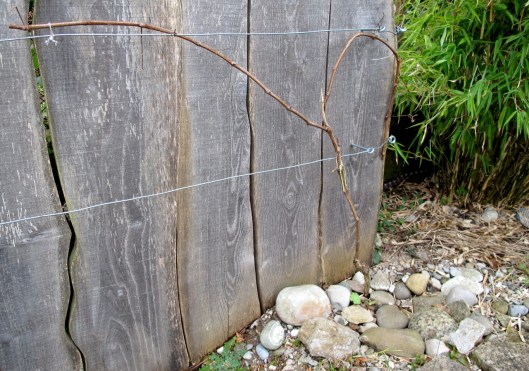 140214_Reben_Schnitt_web-edit11