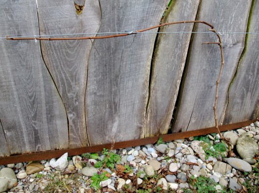 140214_Reben_Schnitt_web-edit12