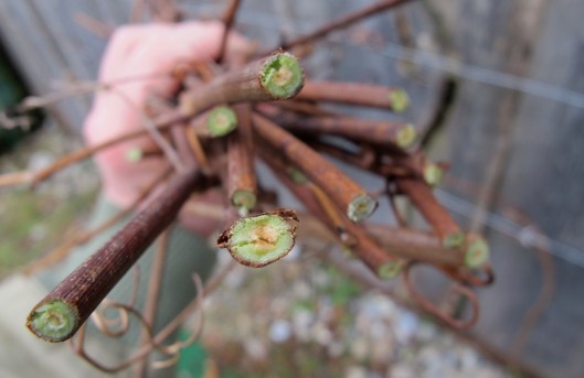 140214_Reben_Schnitt_web-edit14