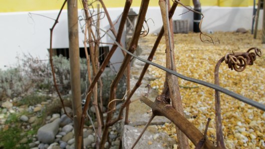 140214_Reben_Schnitt_web-edit2