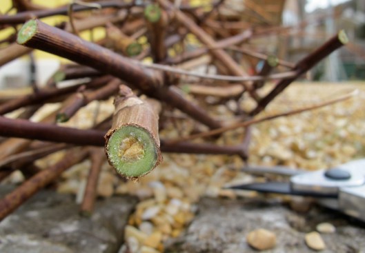 140214_Reben_Schnitt_web-edit3