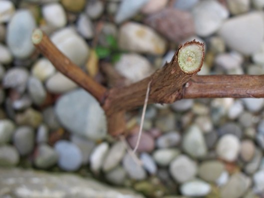 140214_Reben_Schnitt_web-edit8