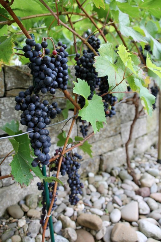 140818_Reben_Garten_CJ_Web-Selection_10