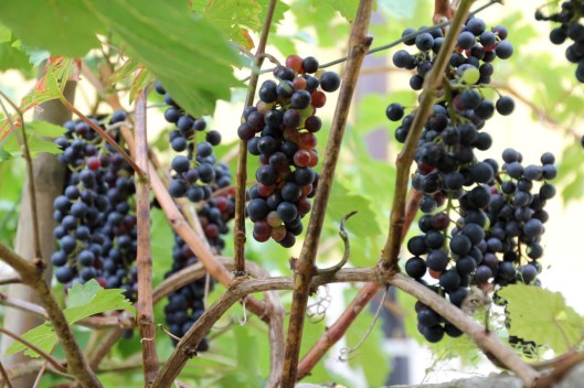 140818_Reben_Garten_CJ_Web-Selection_7