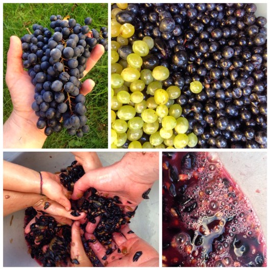 140920_Traubenernte_Garten_Instragram