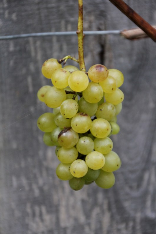 140920_Traubenernte_Garten_Web-Selection2