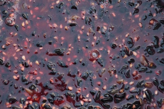 140920_Traubenernte_Garten_Web-Selection9