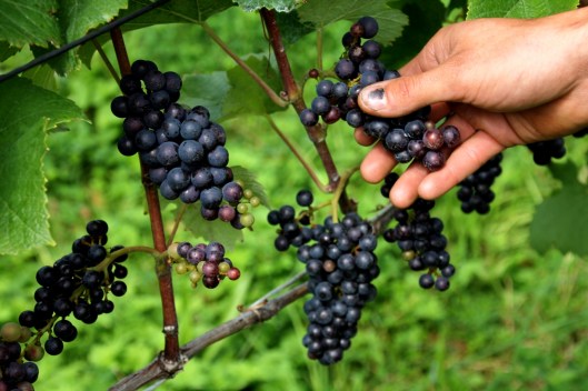 Schlipf-Winzer_Thomas_Jost_Selection_Web3