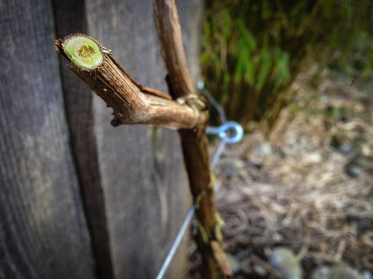 150214Reben_Winterschnitt01