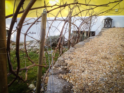 150214Reben_Winterschnitt02