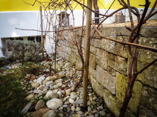 150214Reben_Winterschnitt03