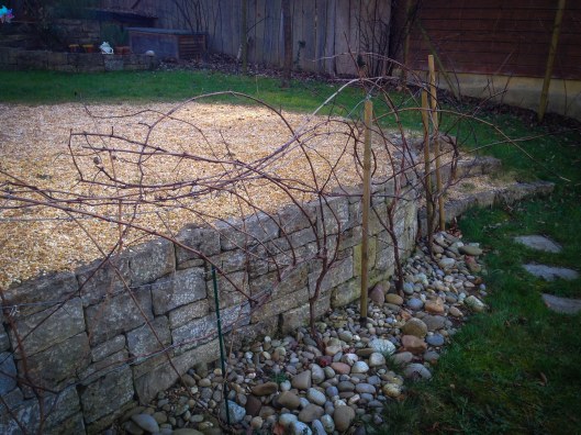 150214Reben_Winterschnitt04