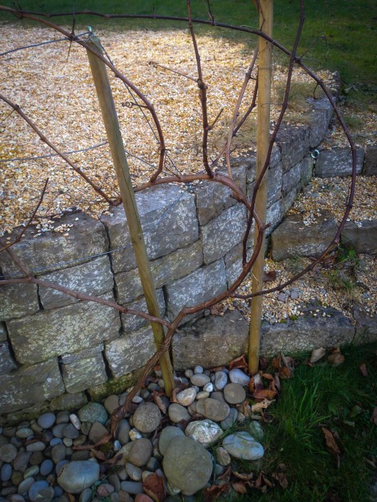 150214Reben_Winterschnitt05