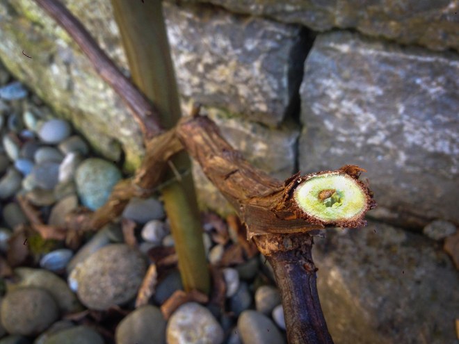 150214Reben_Winterschnitt08