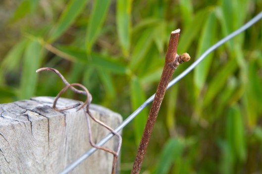 150413_Garten-Reben_Knospen-Austrieb_72_NEU-10