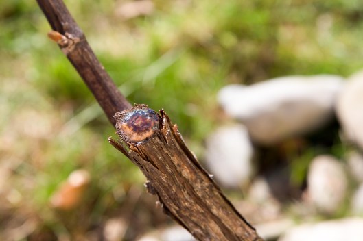 150413_Garten-Reben_Knospen-Austrieb_72_NEU-3