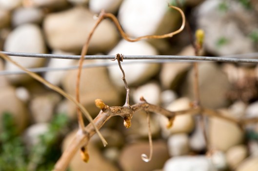150413_Garten-Reben_Knospen-Austrieb_72_NEU-4