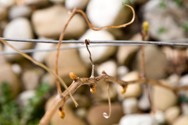 150413_Garten-Reben_Knospen-Austrieb_72_NEU-4