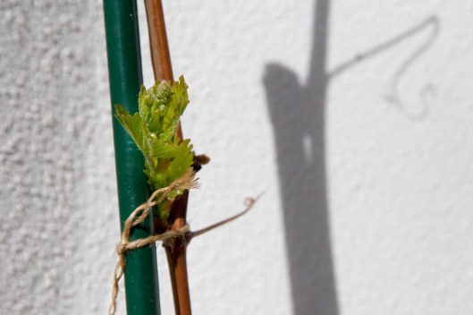 150413_Garten-Reben_Knospen-Austrieb_72_NEU-6