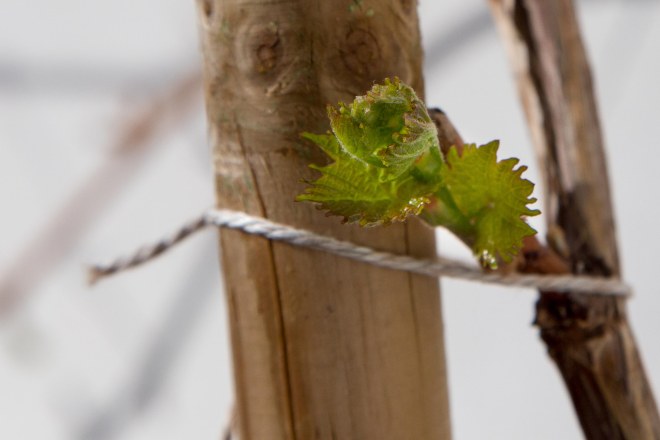 150413_Garten-Reben_Knospen-Austrieb_72_NEU-7