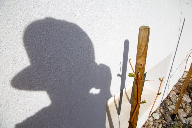 150413_Garten-Reben_Knospen-Austrieb_72_NEU-8