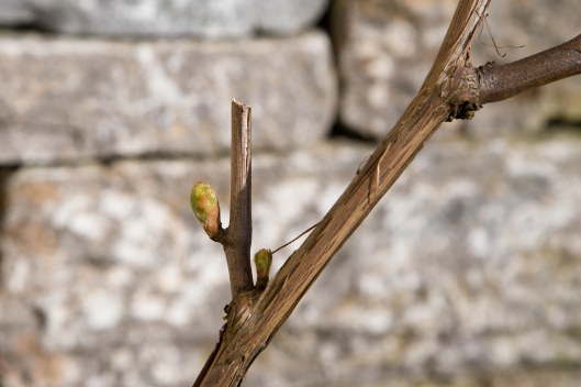 150413_Garten-Reben_Knospen-Austrieb_72_NEU-9
