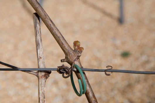 150413_Garten-Reben_Knospen-Austrieb_72_NEU