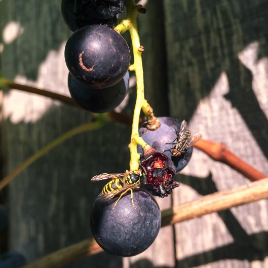 Wespe am Cabernet Bleu