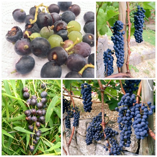 1508_Garten-Reben_August_Wespen