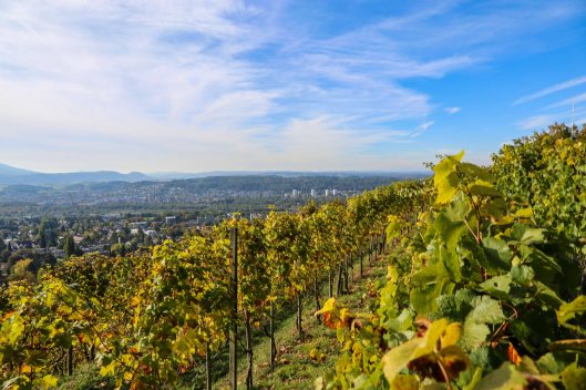 161016_ernte_steinbruch_arlesheim_907_web