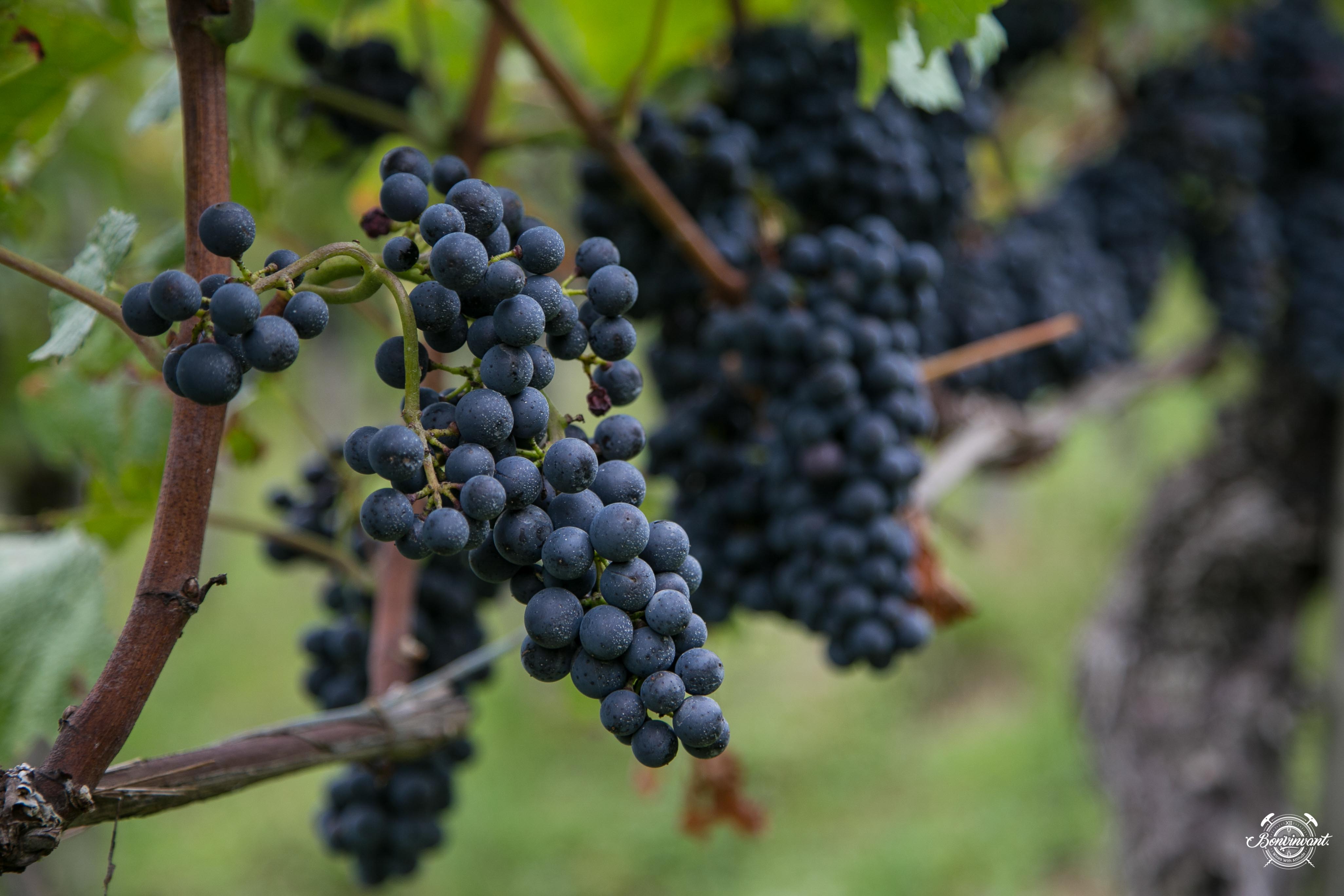 170112_bonvinvant_thomas_jost_trauben_archivbild_2015