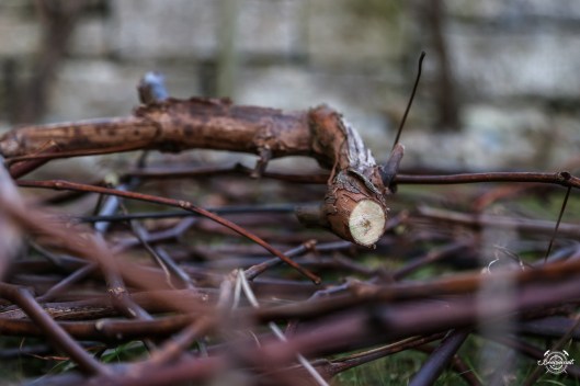 170219_garten_rebschnitt-2