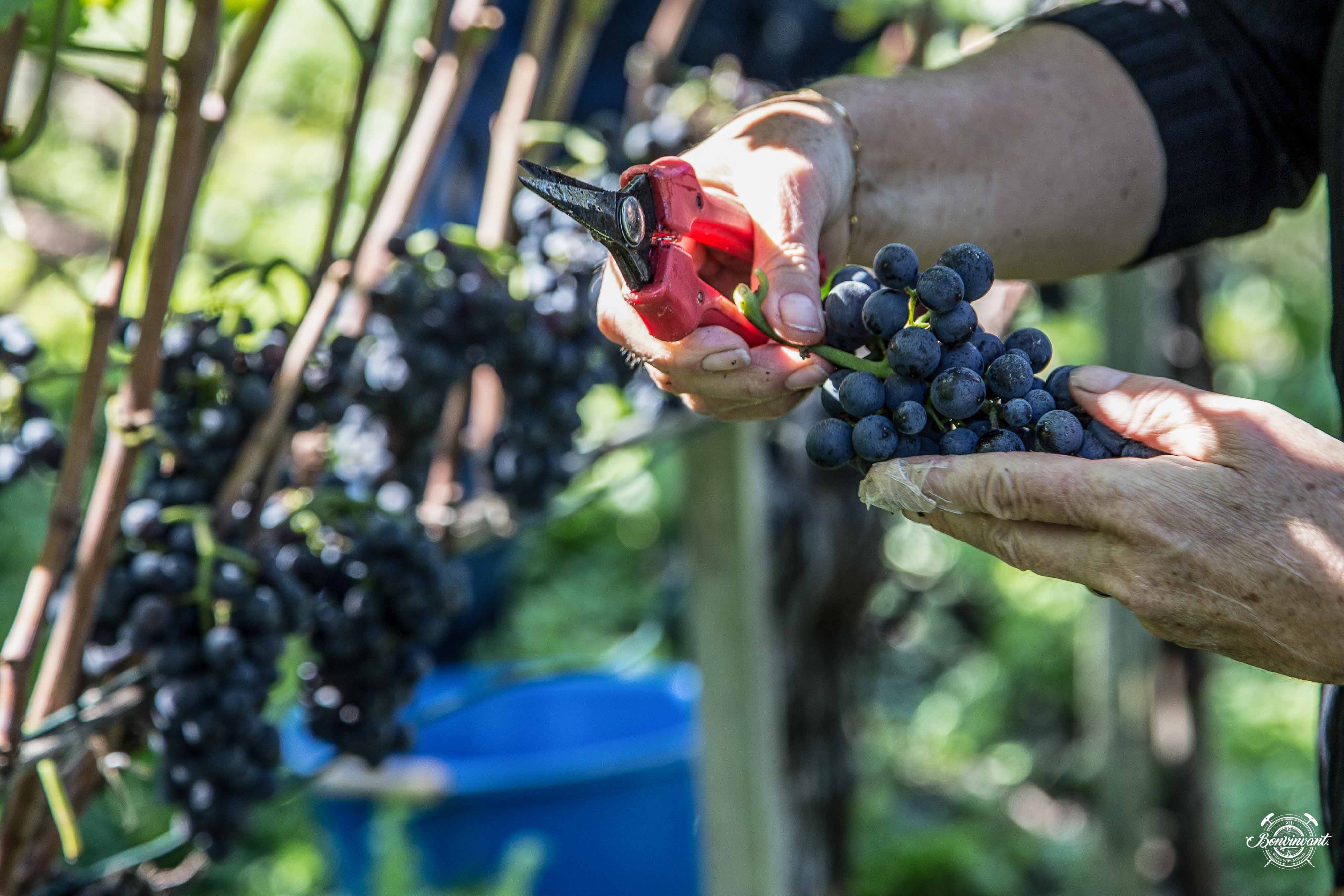 170323_Bonvinvant_Ernte_Rebschere_Symbolbild_web