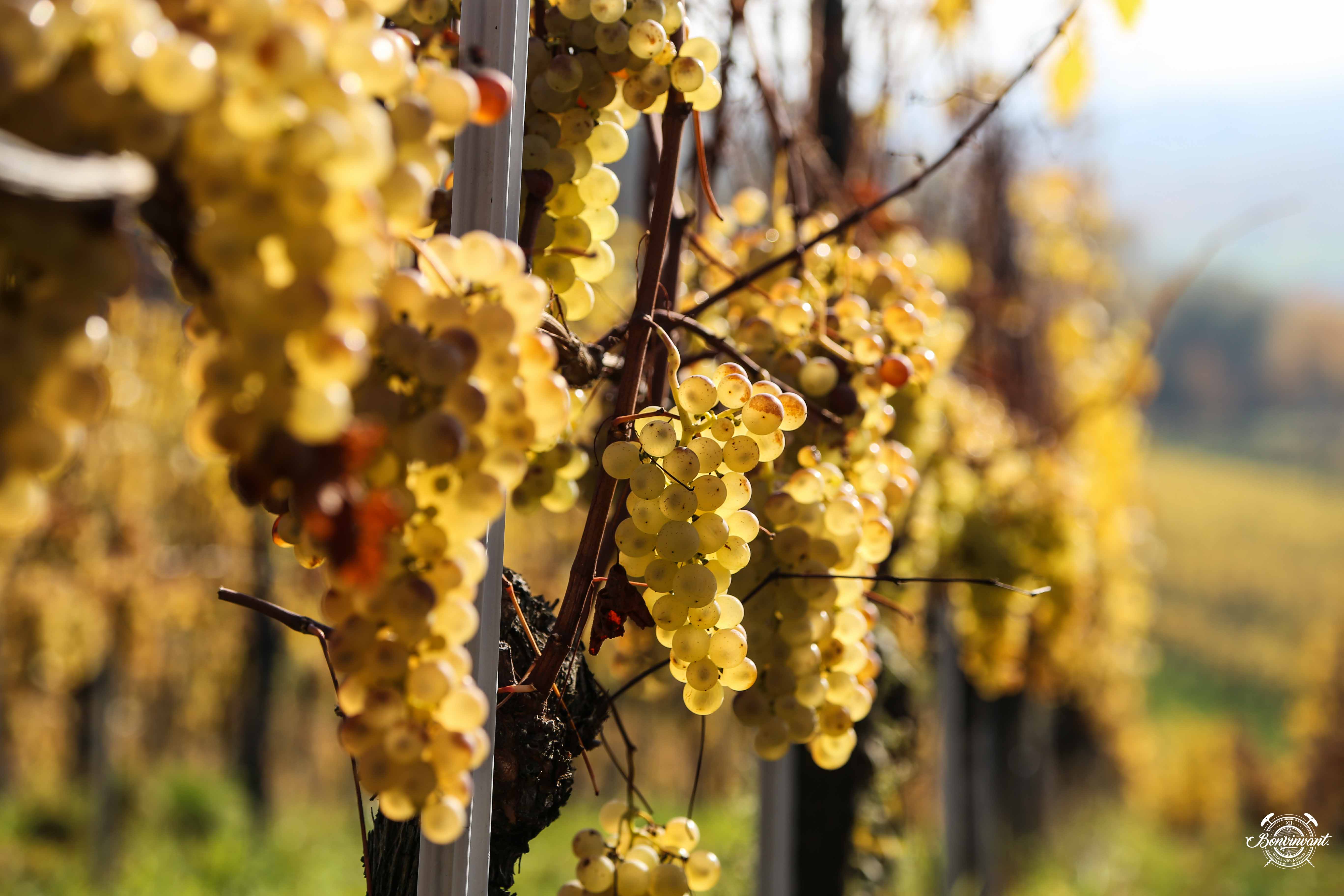 Margraeflerland_Oetelfingen_Gutedel-Trauben
