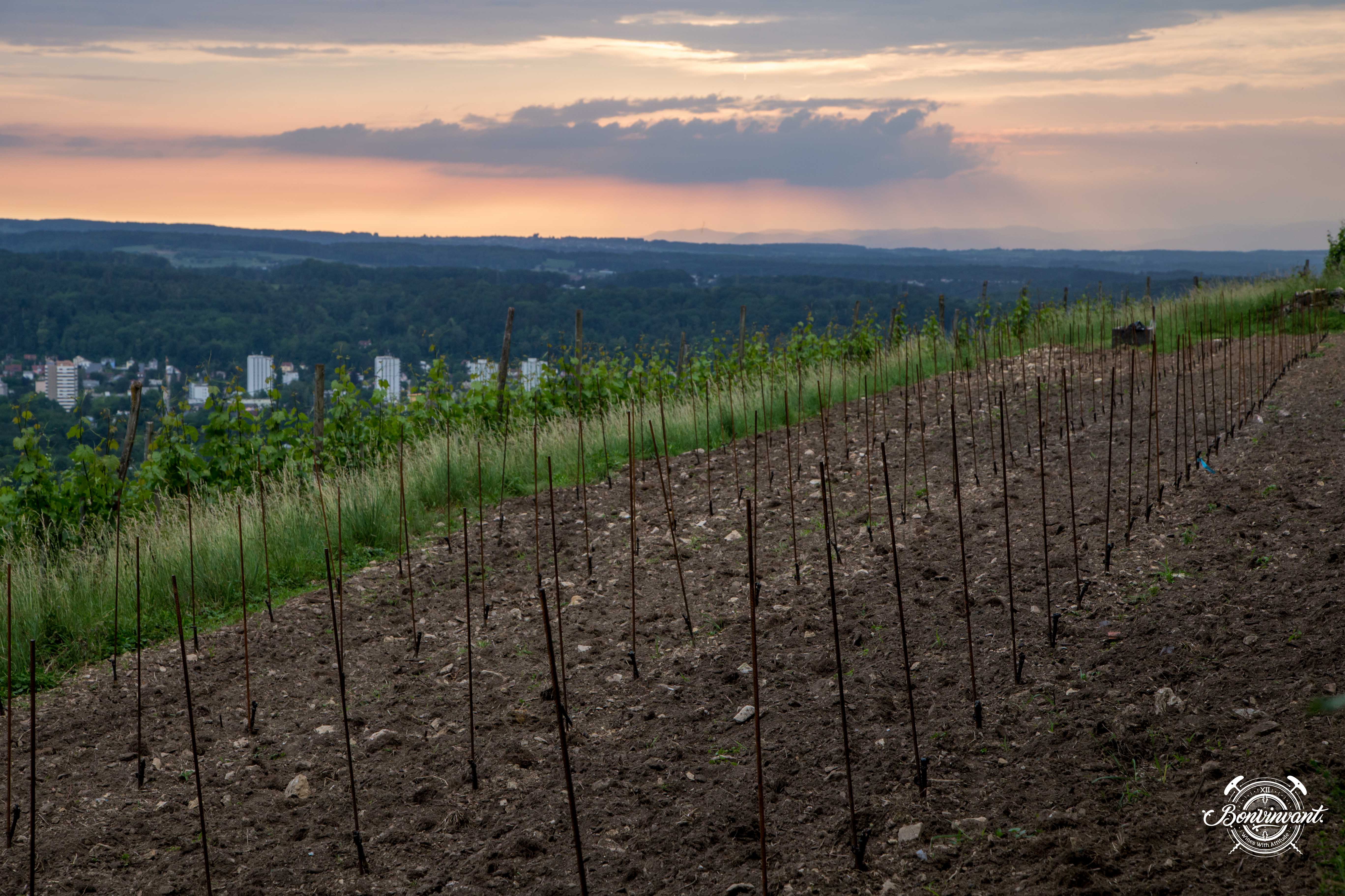 180531_Quergut_Steinbruch_Bioweinpreis_BVNT_web-11