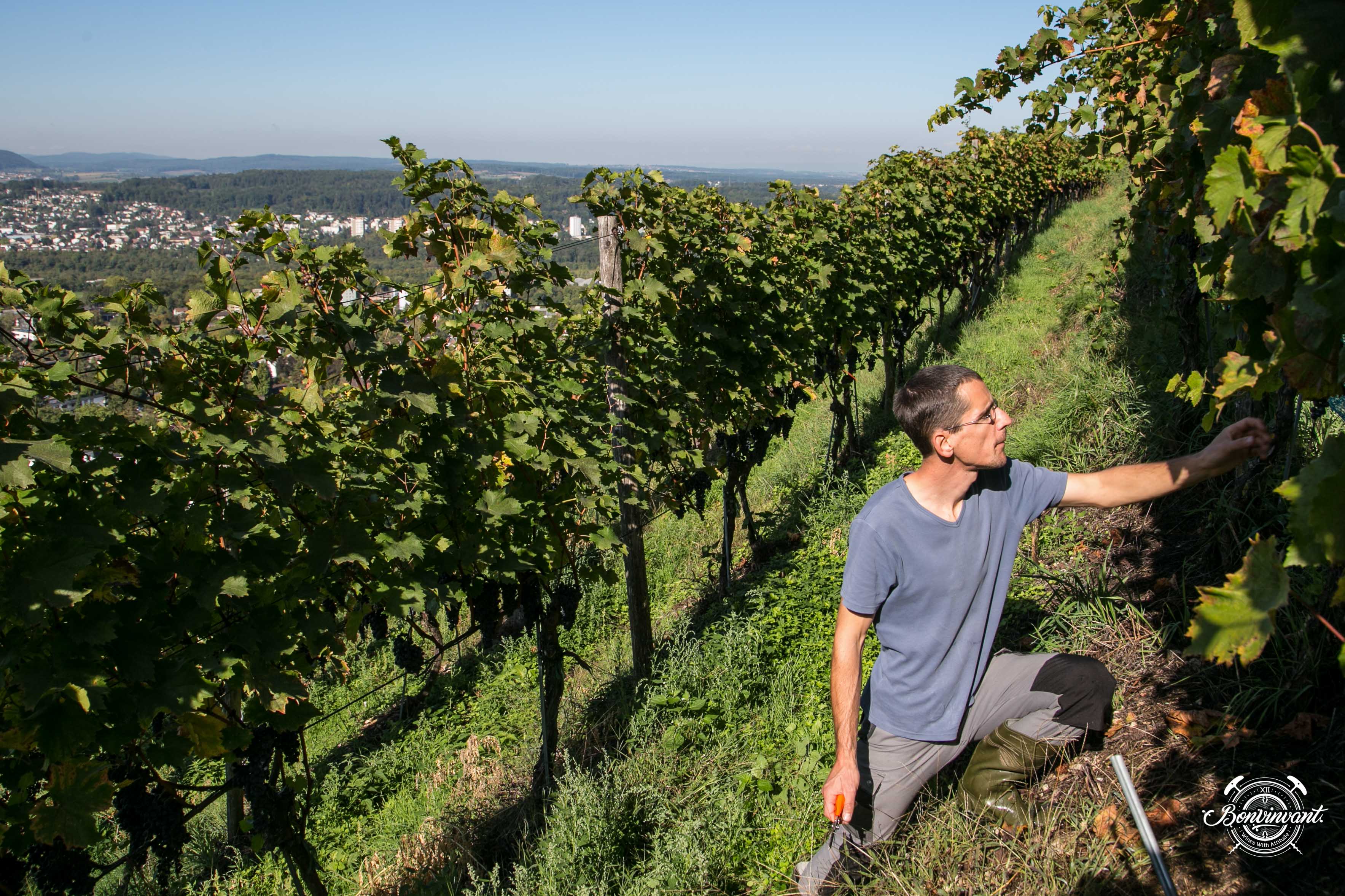 180531_Quergut_Steinbruch_Bioweinpreis_BVNT_web-3