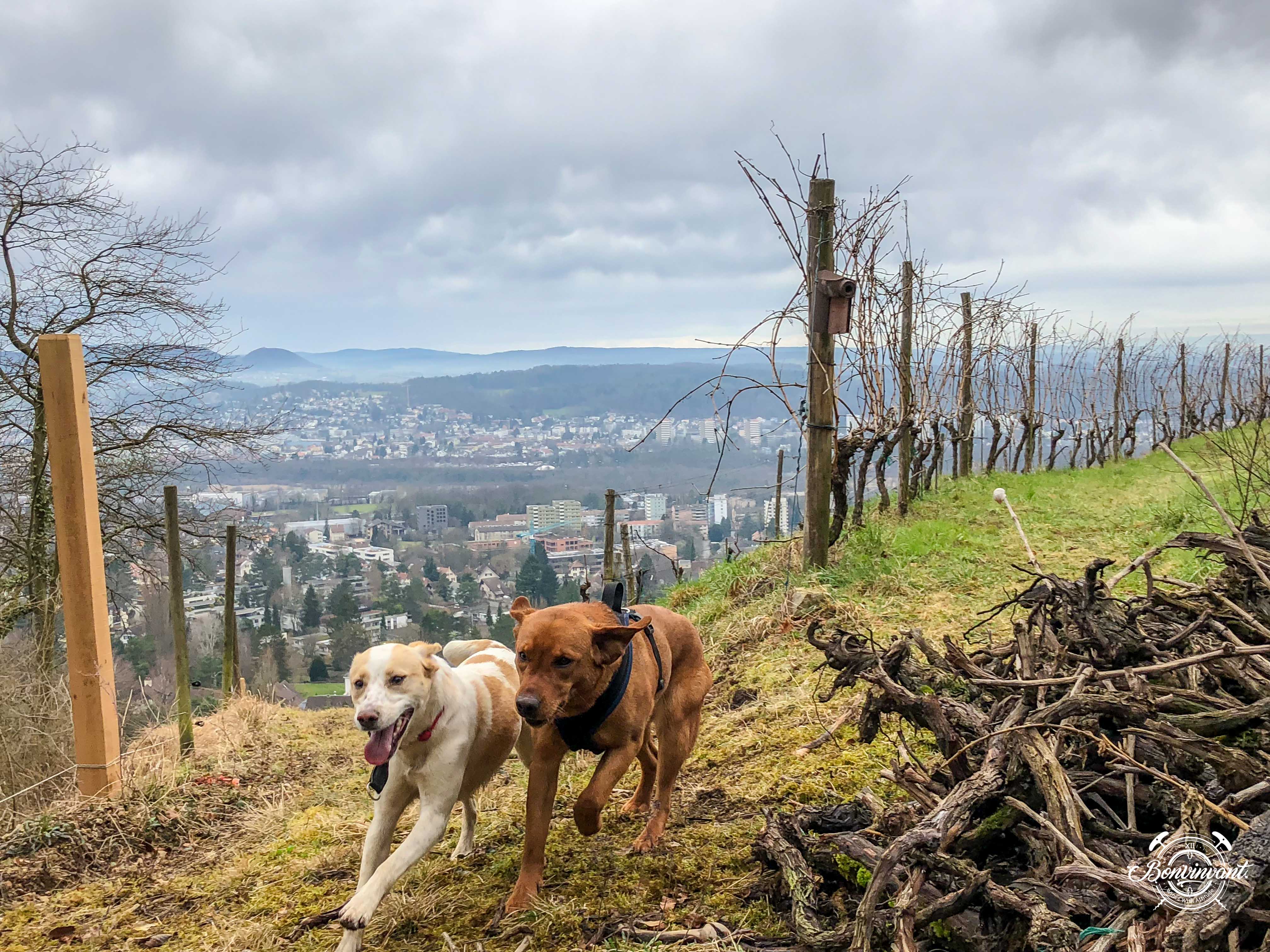 180531_Quergut_Steinbruch_Bioweinpreis_BVNT_web-8