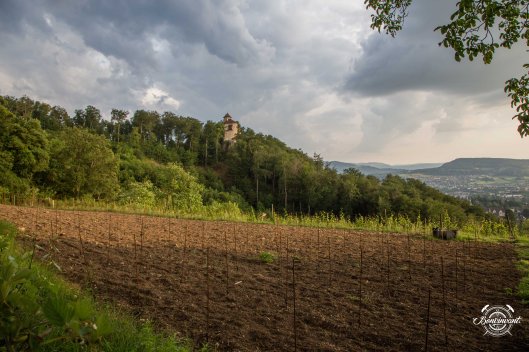 180531_Quergut_Steinbruch_Bioweinpreis_BVNT_web-9